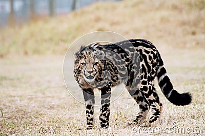 King cheetah cub with rare coat pattern