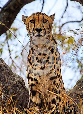 The King Cheetah Stock Photo