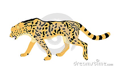 King cheetah vector illustration isolated on white background. Acinonyx jubatus symbol. Big cat, fastest animal on planet. Vector Illustration