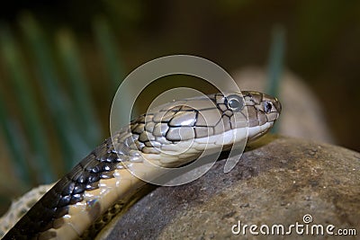 King Cobra Stock Photo