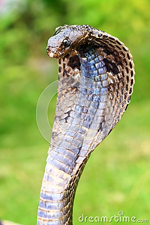 King cobra Stock Photo