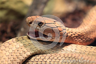 King cobra Stock Photo