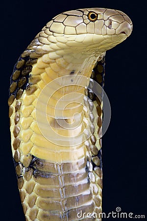 King cobra (Ophiophagus hannah) Stock Photo