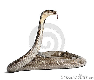 King cobra - Ophiophagus hannah, poisonous, white background Stock Photo