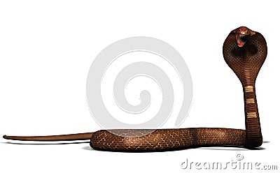 King cobra snake Stock Photo