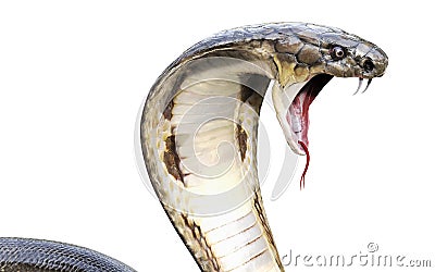 King Cobra Snake Stock Photo