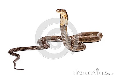 King Cobra Snake Looking to the Side Stock Photo