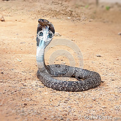 King Cobra snake. Stock Photo