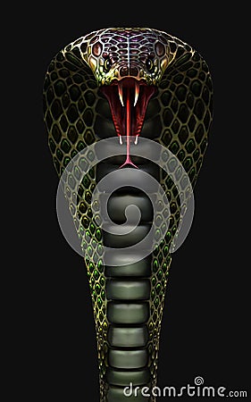 King Cobra The World`s Longest Venomous Snake Isolated on Dark Background with Clipping Path Stock Photo