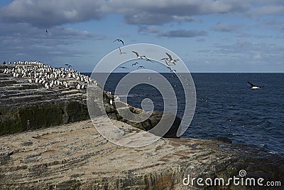 King Cormorant on Bleaker Island in the Falkland Islands Stock Photo