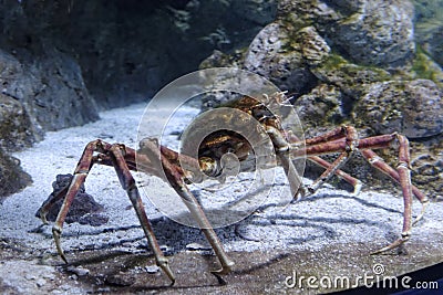 King Crab Stock Photo