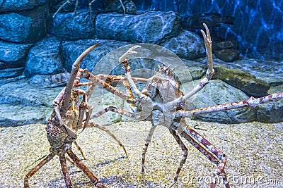 King crab Stock Photo