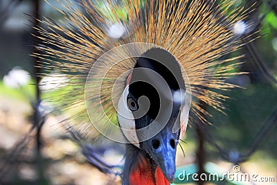 king crane in a zoo cage Stock Photo