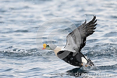 King Eider Stock Photo