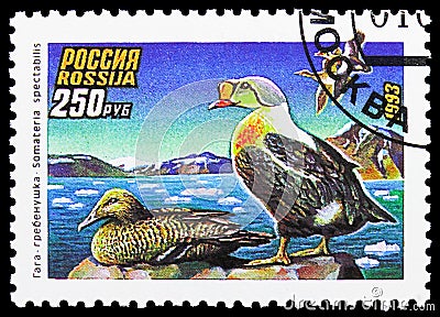 King Eider Somateria spectabilis, Ducks serie, circa 1993 Editorial Stock Photo