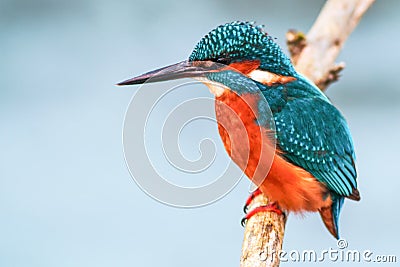 King fisher bird on a branch Stock Photo