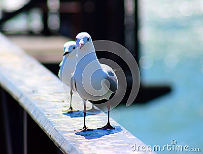 2 king gulls sits on the railing. South Africa Stock Photo
