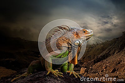 The king of Iguana on the Land Stock Photo