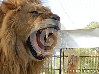 King jungle lion in the zoo, beautiful animal Stock Photo