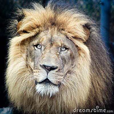 King of the Jungle Stock Photo