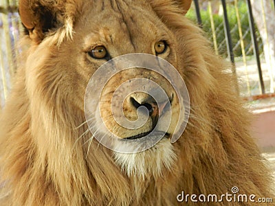 King jungle lion in the zoo, beautiful animal Stock Photo