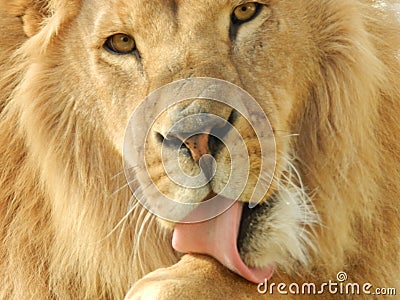 King jungle lion in the zoo, beautiful animal Stock Photo