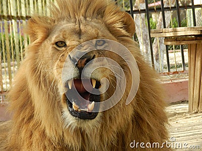 King jungle lion in the zoo, beautiful animal Stock Photo
