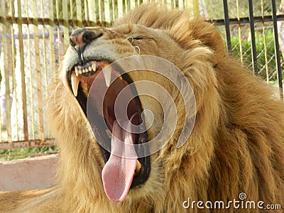 King jungle lion in the zoo, beautiful animal Stock Photo