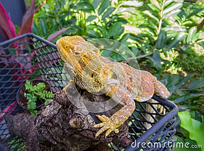 King Ka iguana animal pets park garden forest nature Stock Photo