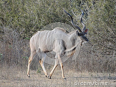 King Kudu Stock Photo