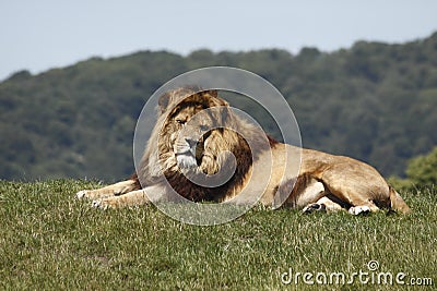 King Lion Stock Photo