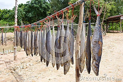 King mackerel dried fish, salted fish Stock Photo