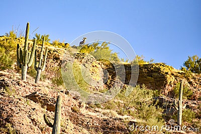 King of the Mountain Stock Photo