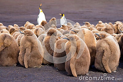 King Pencuin creche full of brown fluffy chicks. Stock Photo