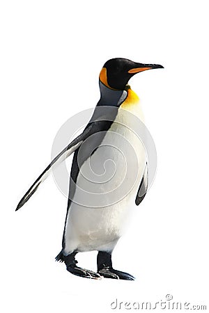 King Penguin Stock Photo