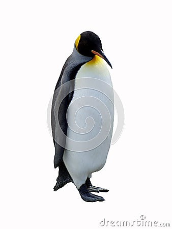 King Penguin Stock Photo