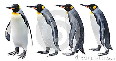 King Penguin Stock Photo