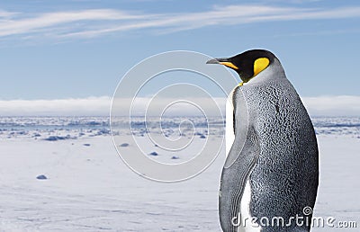 King penguin Stock Photo