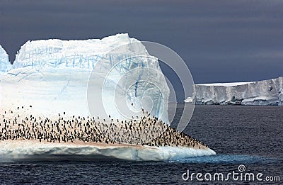 King penguin Stock Photo