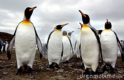 King penguin Stock Photo