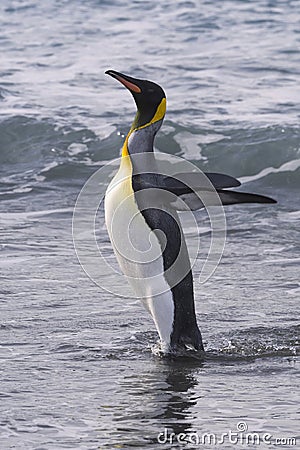King penguins, South Georgia Island, Antarctic Stock Photo
