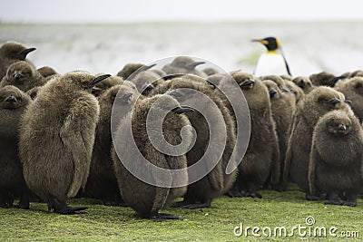 King Penguin (Aptenodytes patagonicus) Creche with adult King in Stock Photo