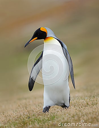 King penguin, Aptenodytes patagonicus, in the grass, Falkland Islands Stock Photo