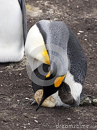 King Penguin Aptenodytes patagonicus, holding eggs on the huge legs of the Colony, Volunteer Point, Falklands / Malvinas Stock Photo