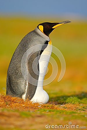 King penguin, Aptenodytes patagonicus sitting in grass with tilted head, Falkland Islands. Bird with blue sky, summer day. Beautif Stock Photo