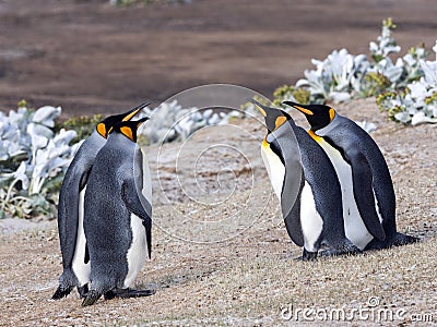 King Penguin, Aptenodytes patagonicus, of Sounders Island, Falkland Islands-Malvinas Stock Photo