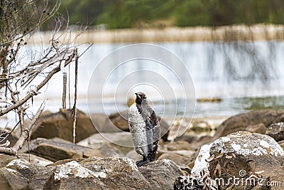 King Penguin on Bruny Island for catastrophic moult Stock Photo