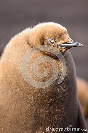 King Penguin Chick Close up portrait. Stock Photo