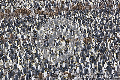 King Penguin Colony Stock Photo