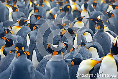 King penguin colony. Many birds together, in Falkland Islands. Wildlife scene from nature. Animal behaviour in Antarctica. Penguin Stock Photo